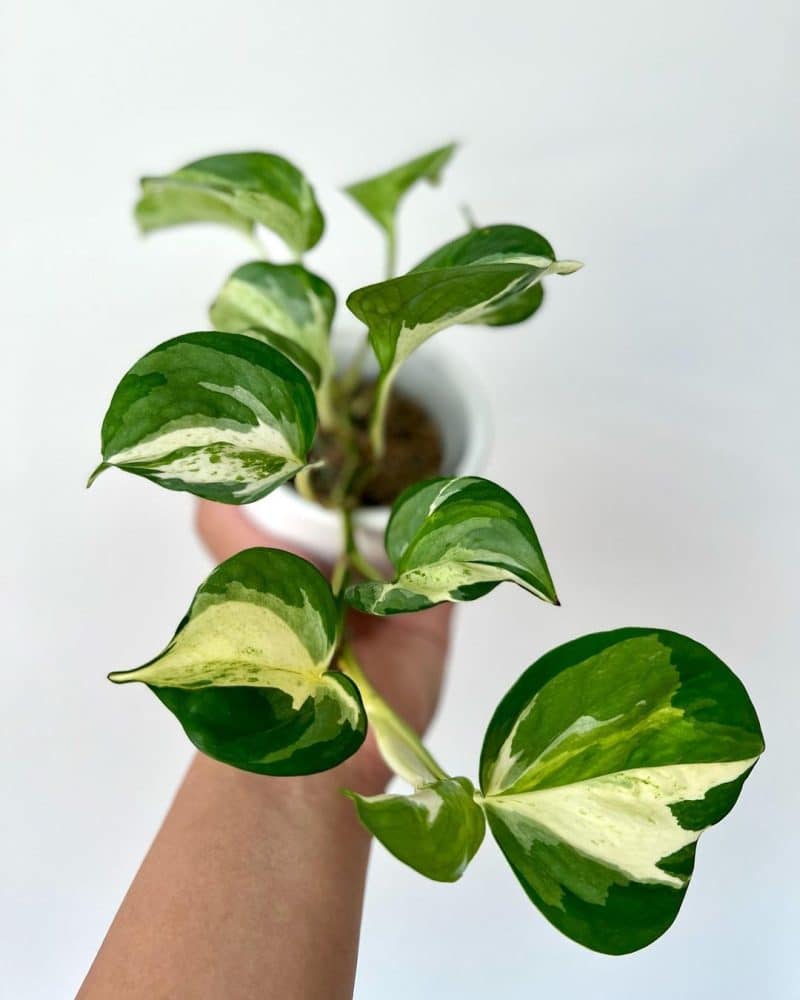 A well taken care of Manjula Pothos with variegated green and white leaves.