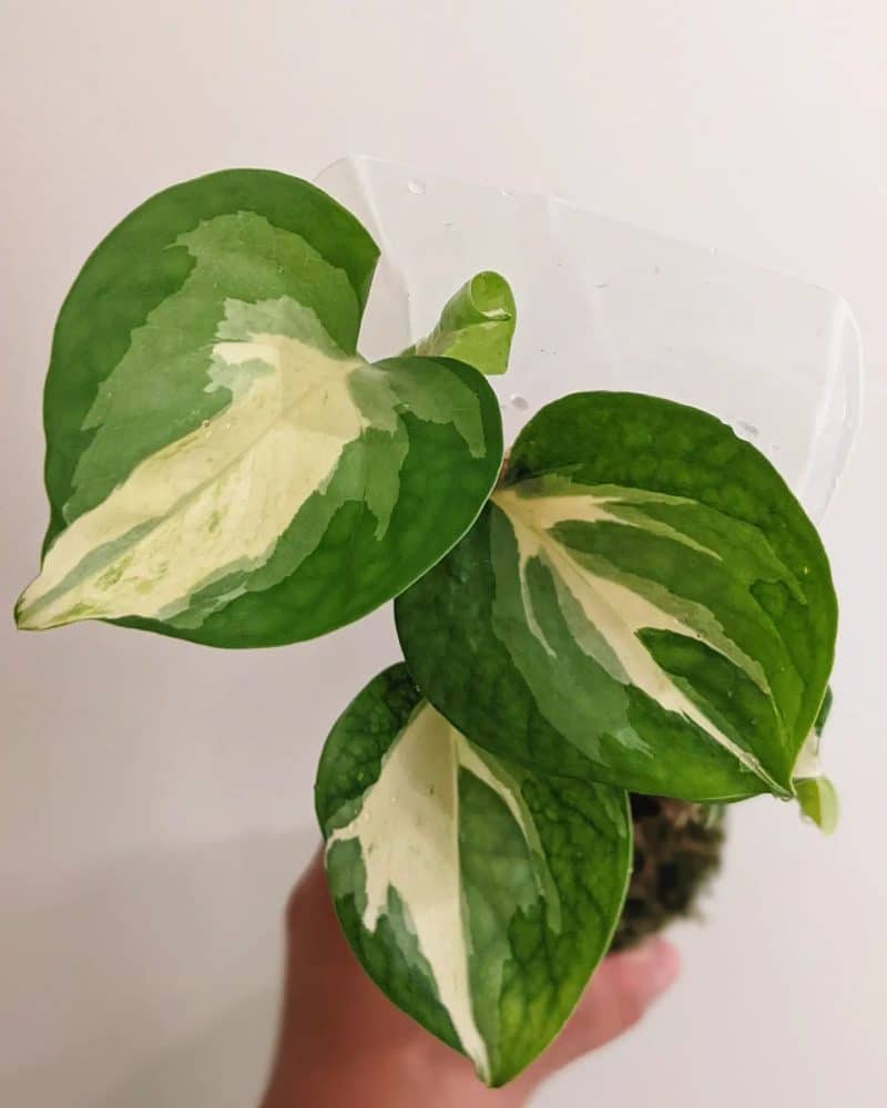 A Manjula Pothos thriving under the correct humidity and temperature conditions.