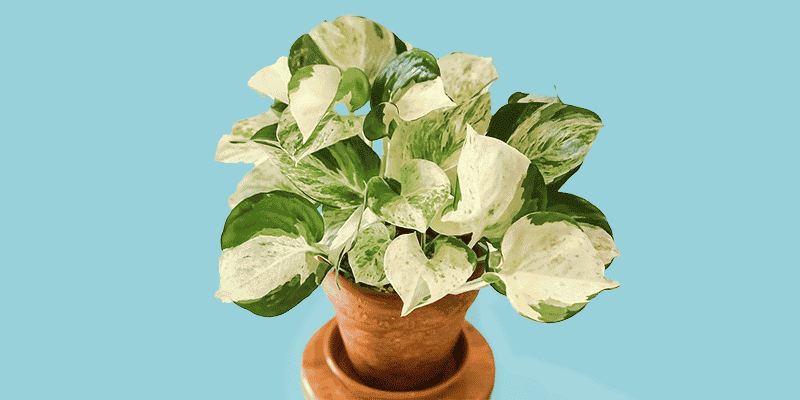 manjula-pothos-featured-800x