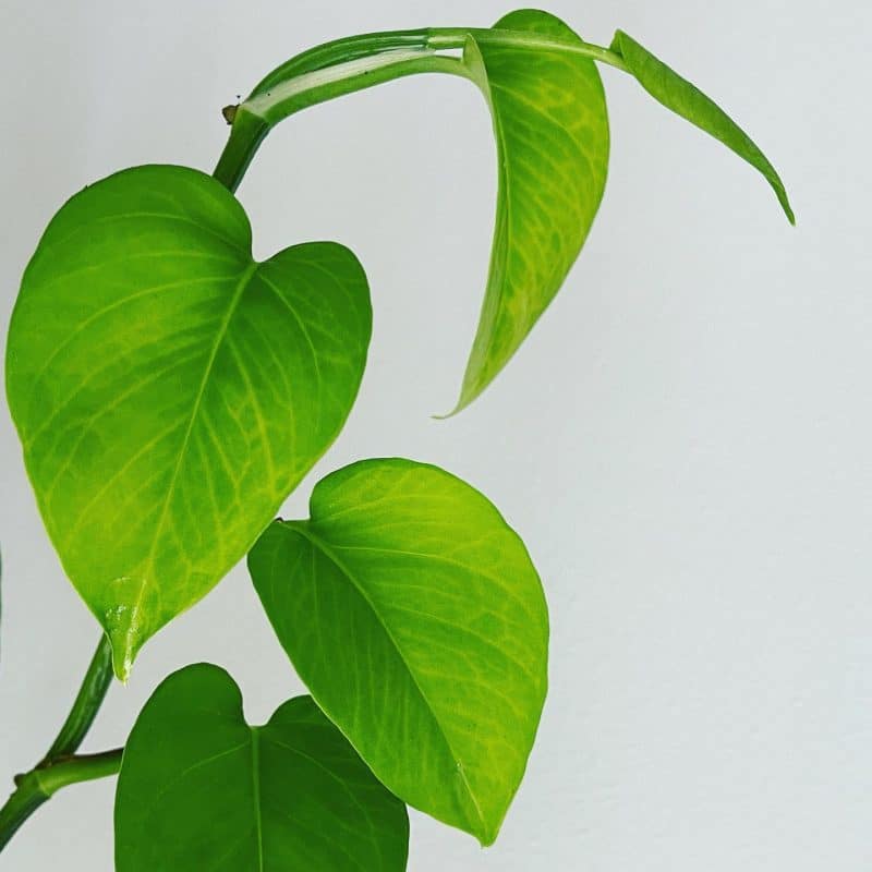 A Manjula Pothos with completely green leaves from low amounts of indirect light.