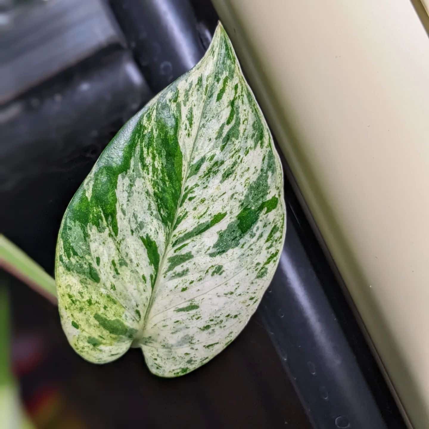 Marble Queen Pothos Indoor Plant Care Guide Plantcarefully