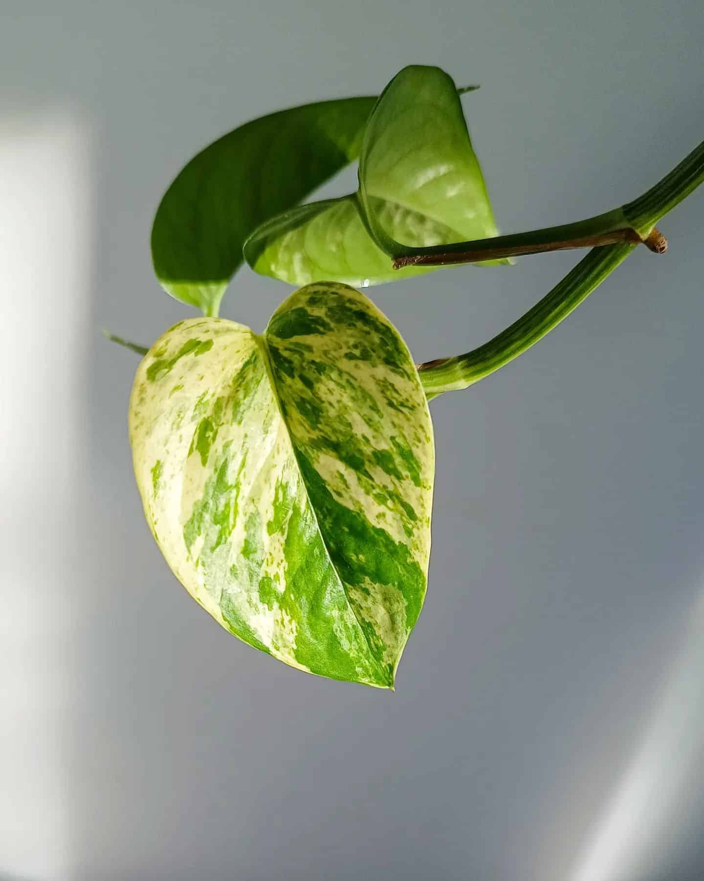 Marble Queen Pothos Indoor Plant Care Guide Plantcarefully