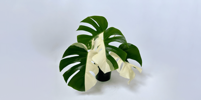 monstera-albo-featured