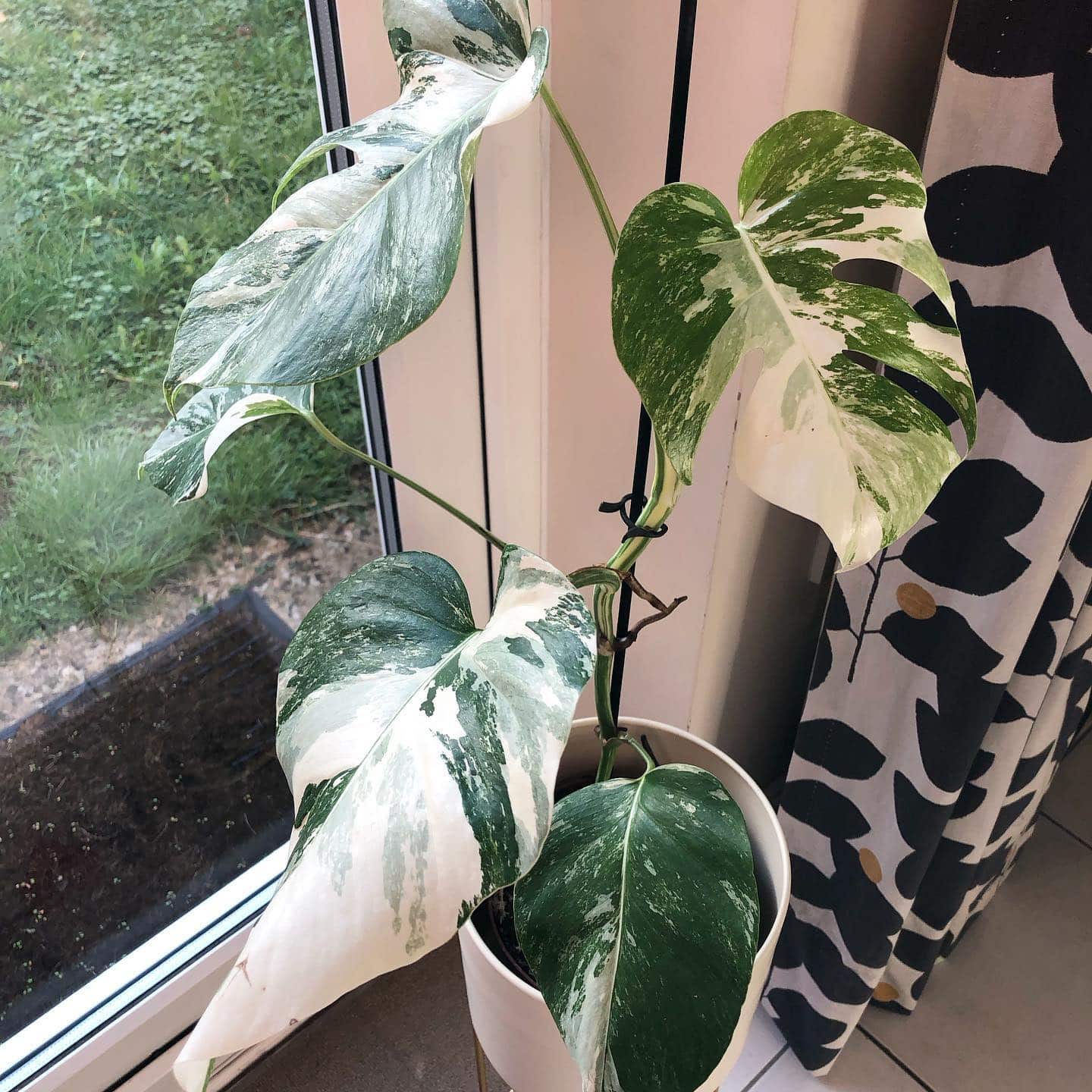 Monstera Albo Plant Care & Growing Guide Plantcarefully