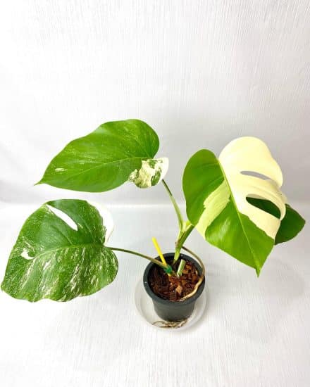 Monstera Deliciosa Cutting RARE FRUIT Bearing GIANT Mature Plant,  Guaranteed Over 2 Inches Thick Double Nodes New Leaves Fenestrated 