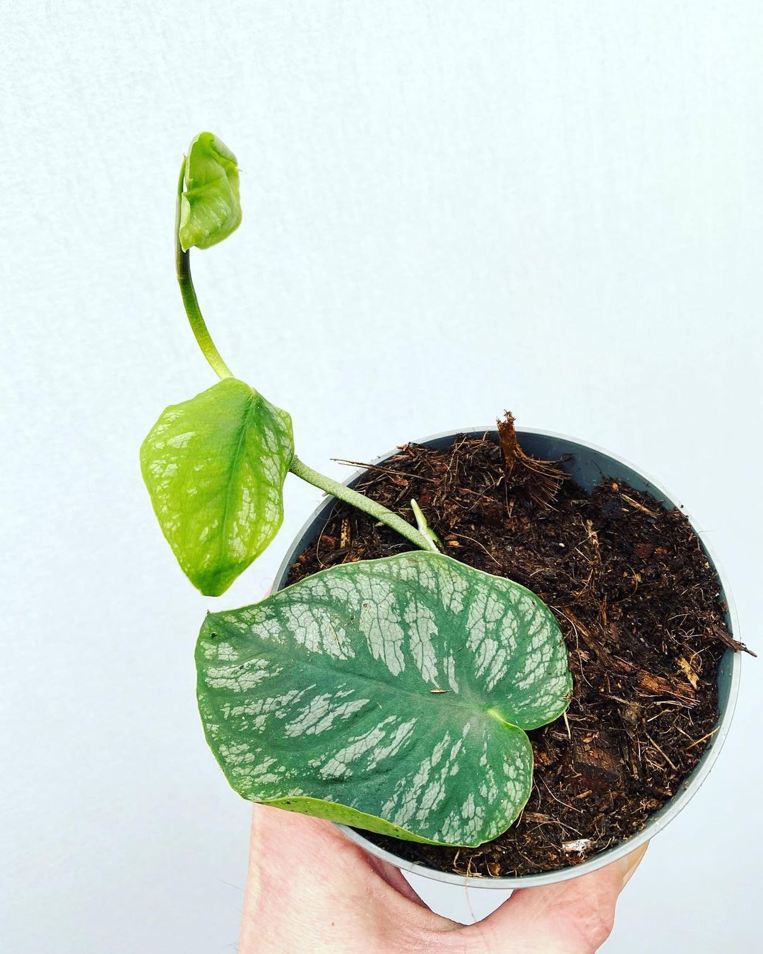 Monstera Dubia Care And Growing Guide Plantcarefully Monstera Dubia Care And Growing Guide Plantcarefully