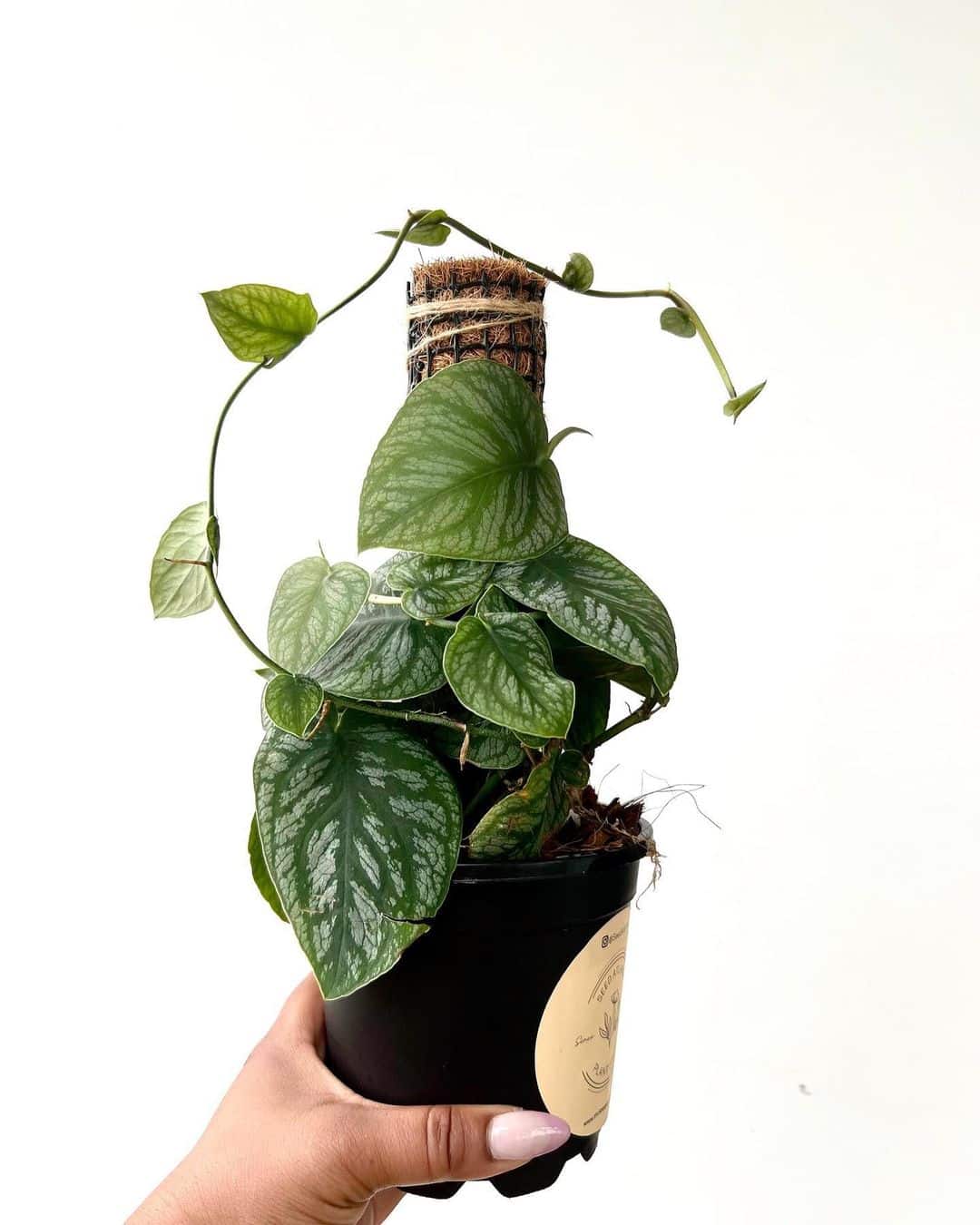Monstera Dubia Care And Growing Guide Plantcarefully Monstera Dubia Care And Growing Guide Plantcarefully