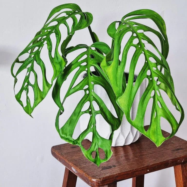 Monstera Muscle Monstera Esqueleto Care and Growing Guide | Plantcarefully