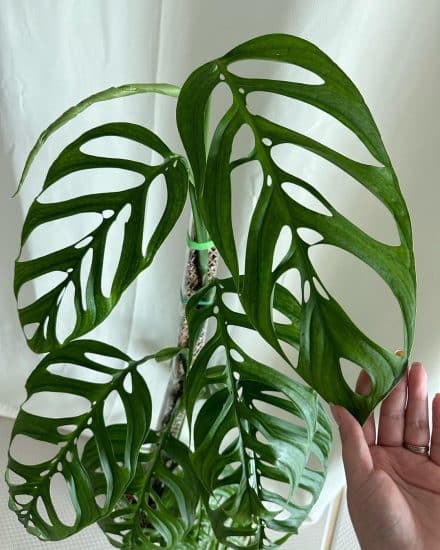 Monstera esqueleto