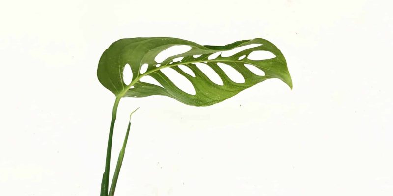 monstera-esqueleto-featured