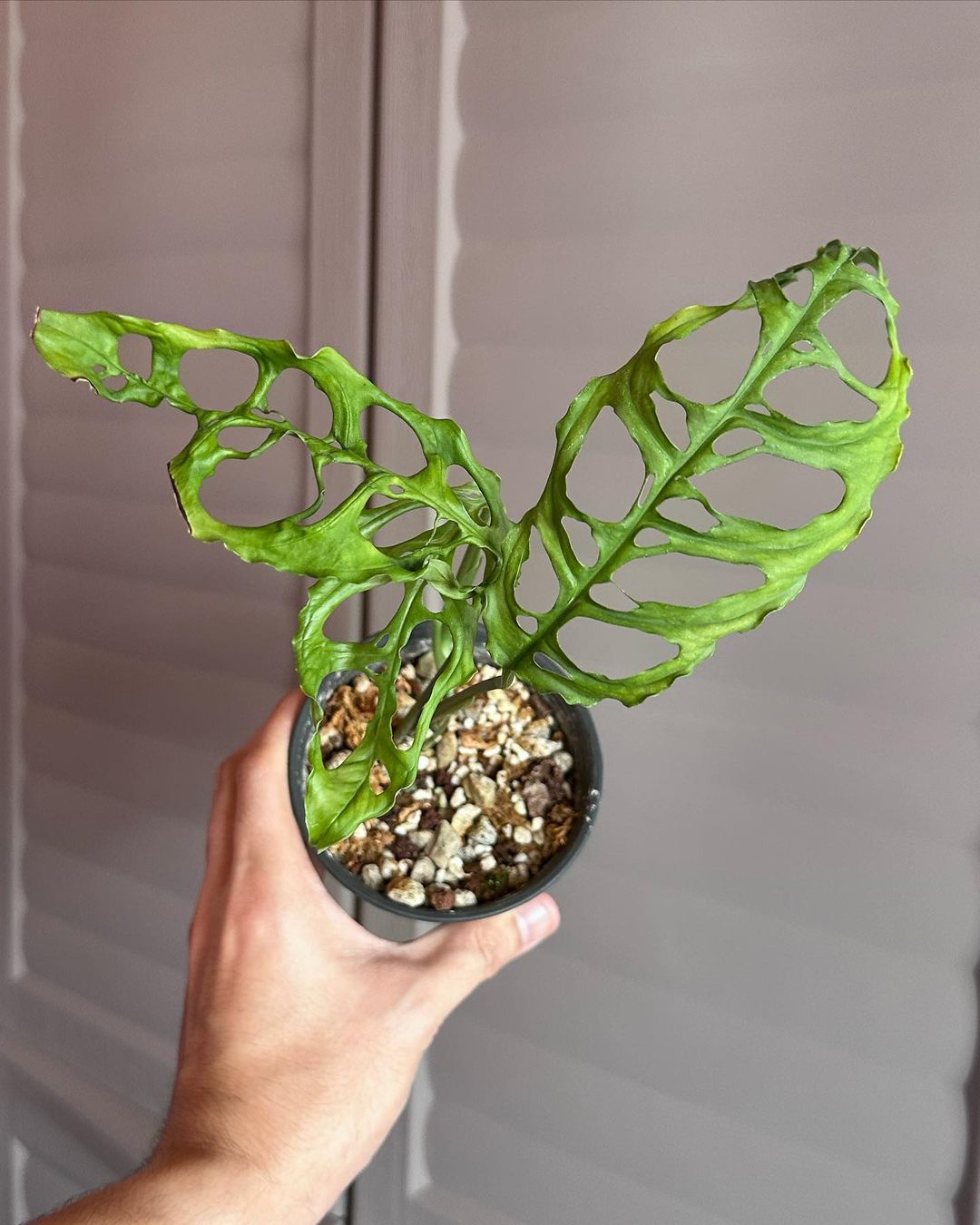 Monstera Obliqua: Care and Growing Tips | Plantcarefully