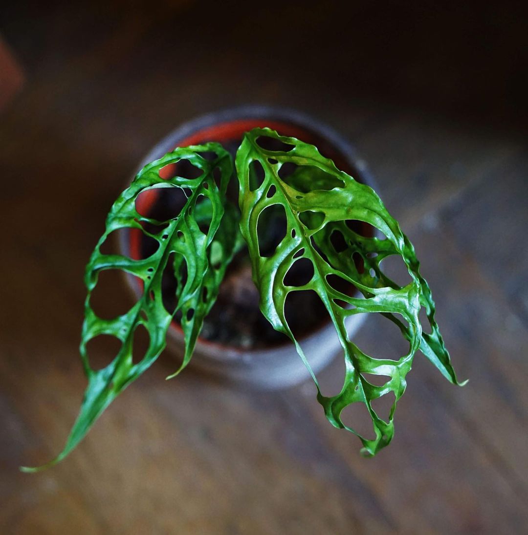 Monstera Obliqua Care and Growing Tips Plantcarefully