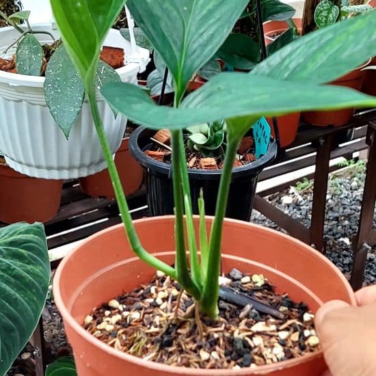 Monstera pinnatipartita: Your Guide to Plant Care