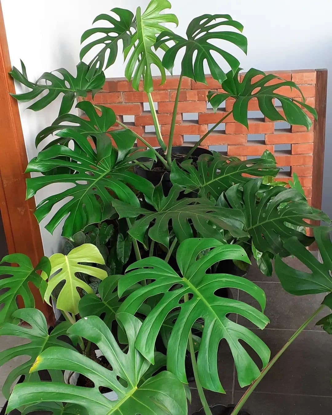 Monstera Borsigiana How to Grow + Propagate! Plantcarefully