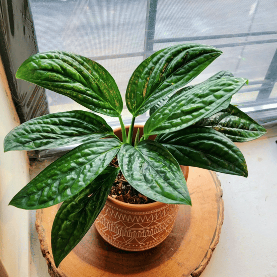 Monstera peru by a window soaking in the indirect light.