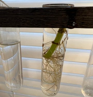 Moses in the Cradle: Plant Care & How to Grow | Plantcarefully