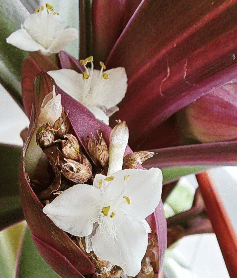Moses in the Cradle Plant Care & How to Grow Plantcarefully