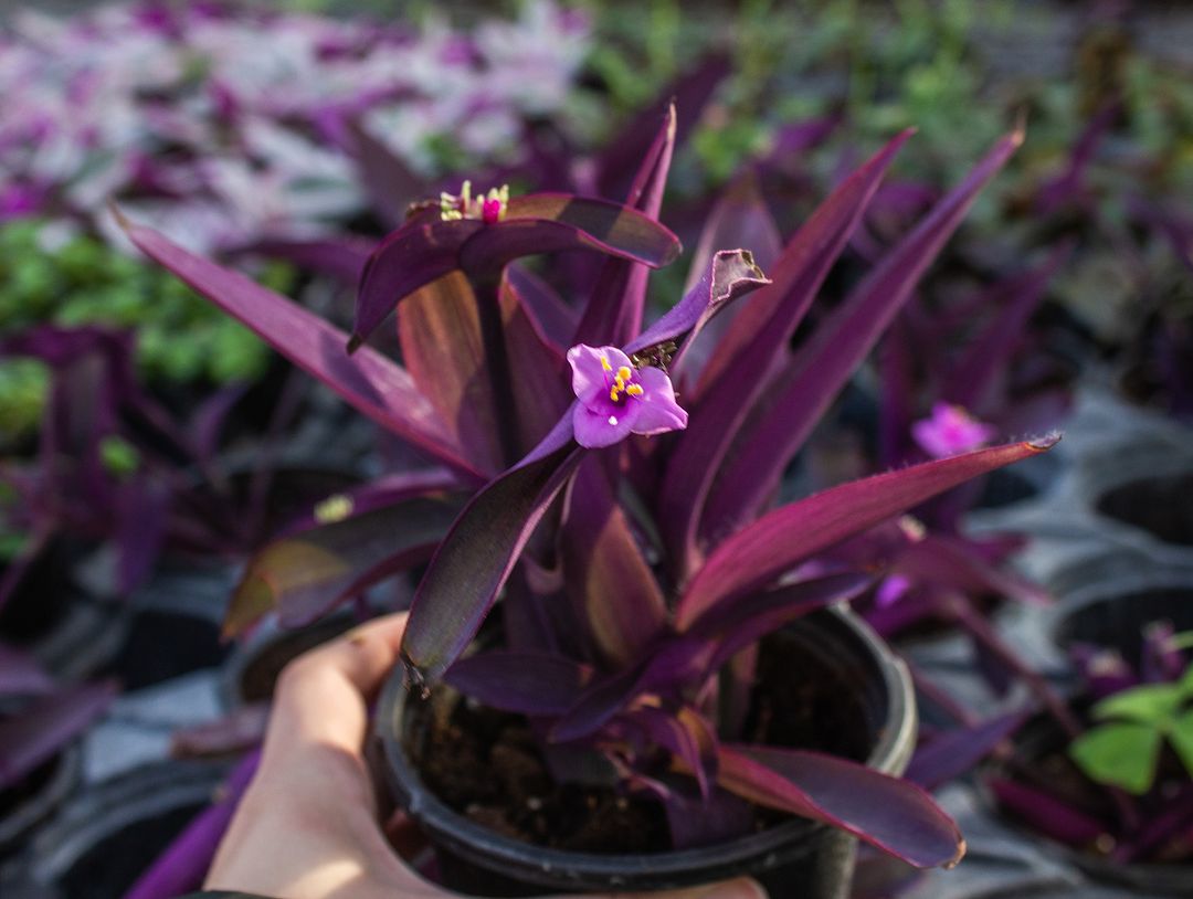 Cool Review About Moses In The Cradle Plant Care