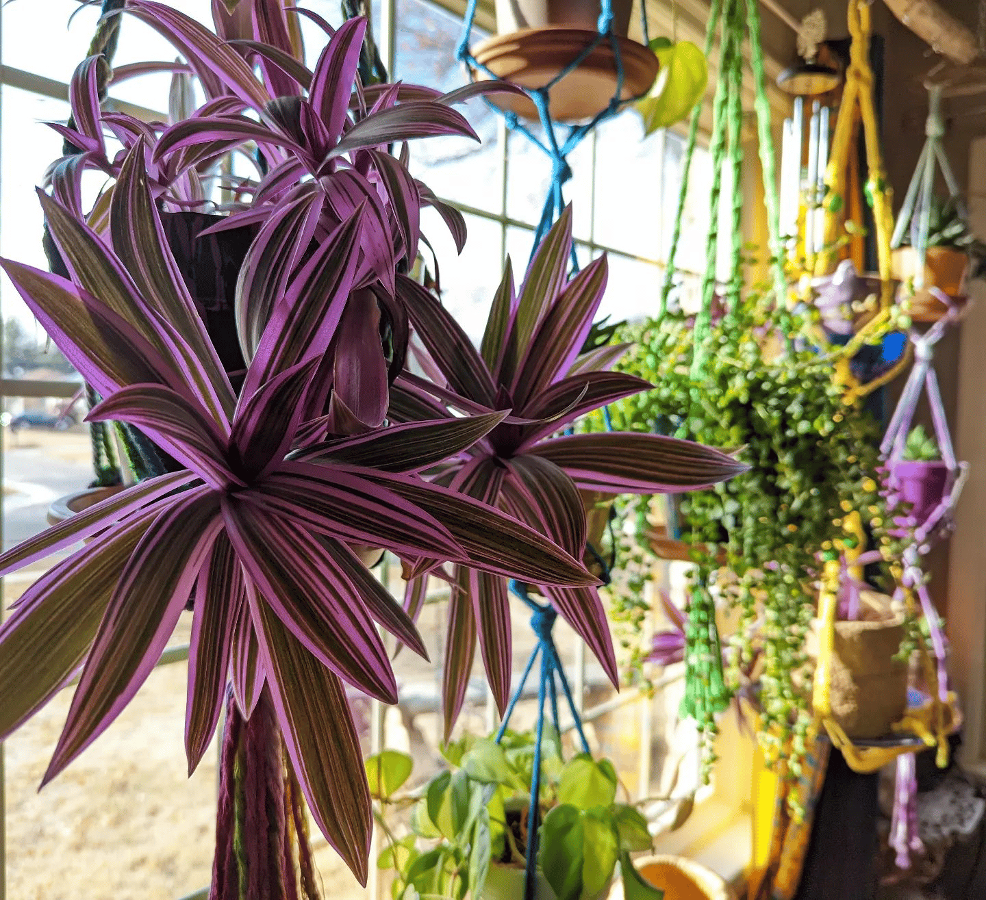 Moses in the Cradle Plant Care & How to Grow Plantcarefully