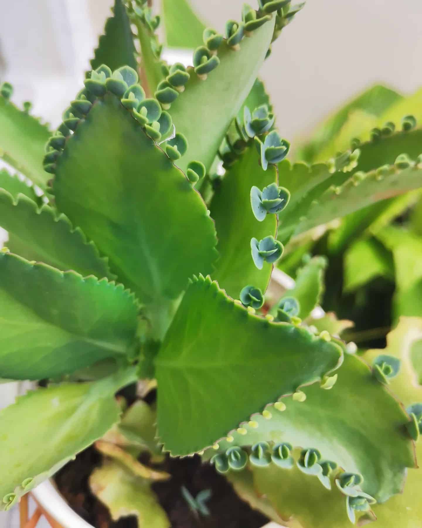 Mother of Thousands Indoor Plant Care Guide Plantcarefully