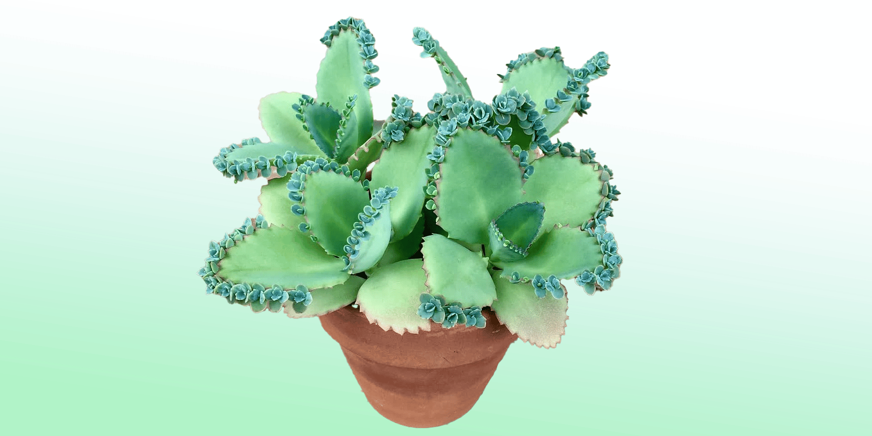 Mother of Thousands: Indoor Plant Care Guide