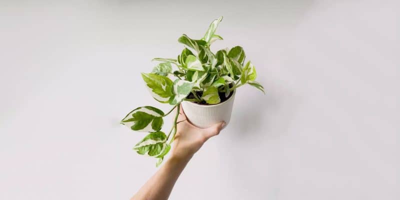 n-joy-pothos-featured-03