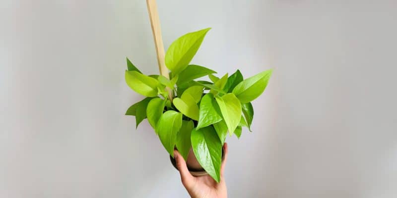 neon-pothos-featured