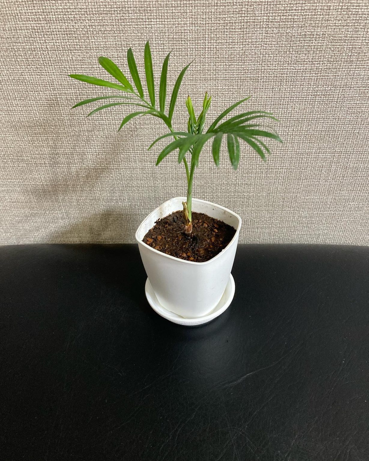 How to Grow a Parlor Palm Indoors Plantcarefully