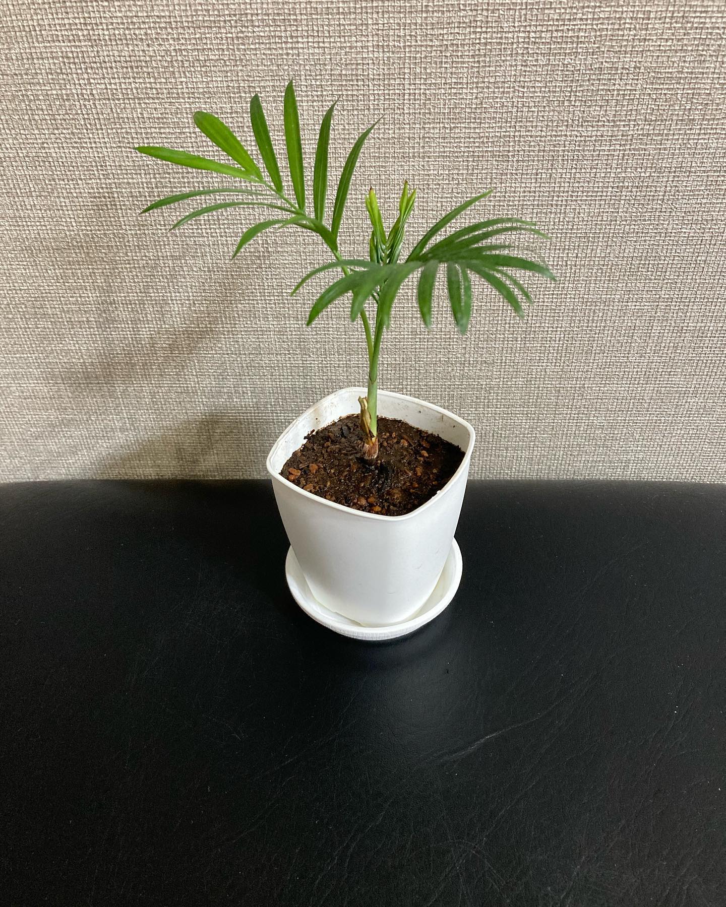 How to Grow a Parlor Palm Indoors Plantcarefully