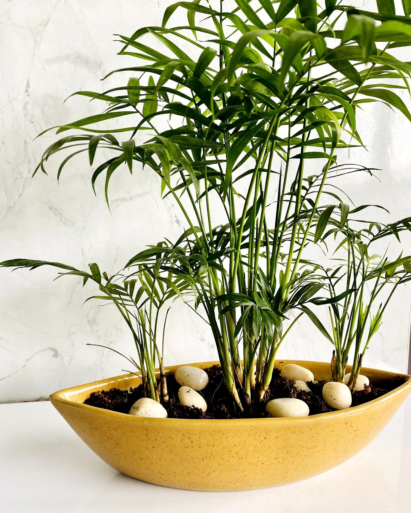 How to Grow a Parlor Palm Indoors Plantcarefully