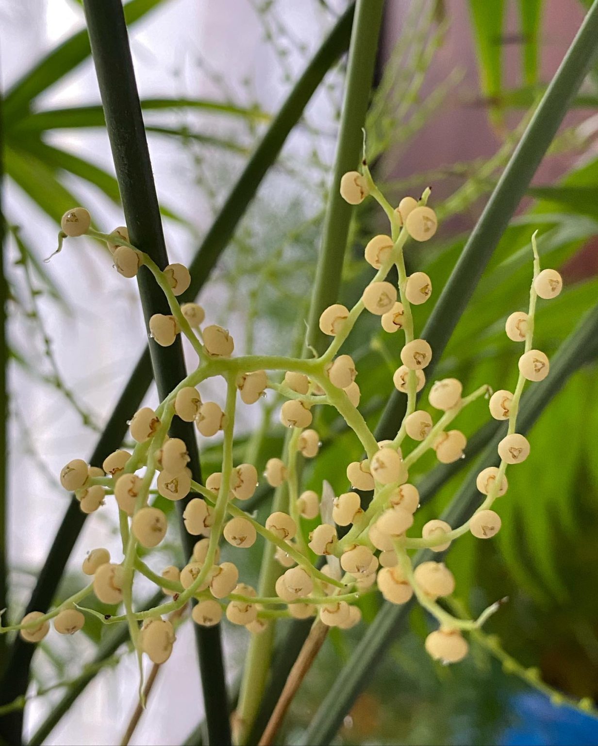 How to Grow a Parlor Palm Indoors Plantcarefully