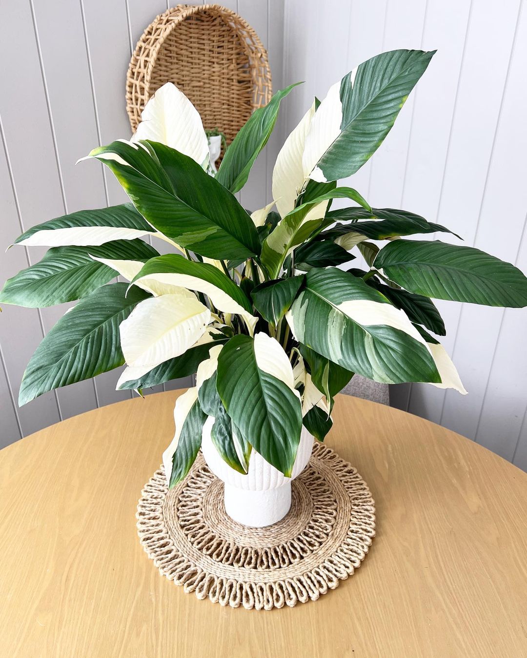 Peace Lily Care and Growing Guide Plantcarefully