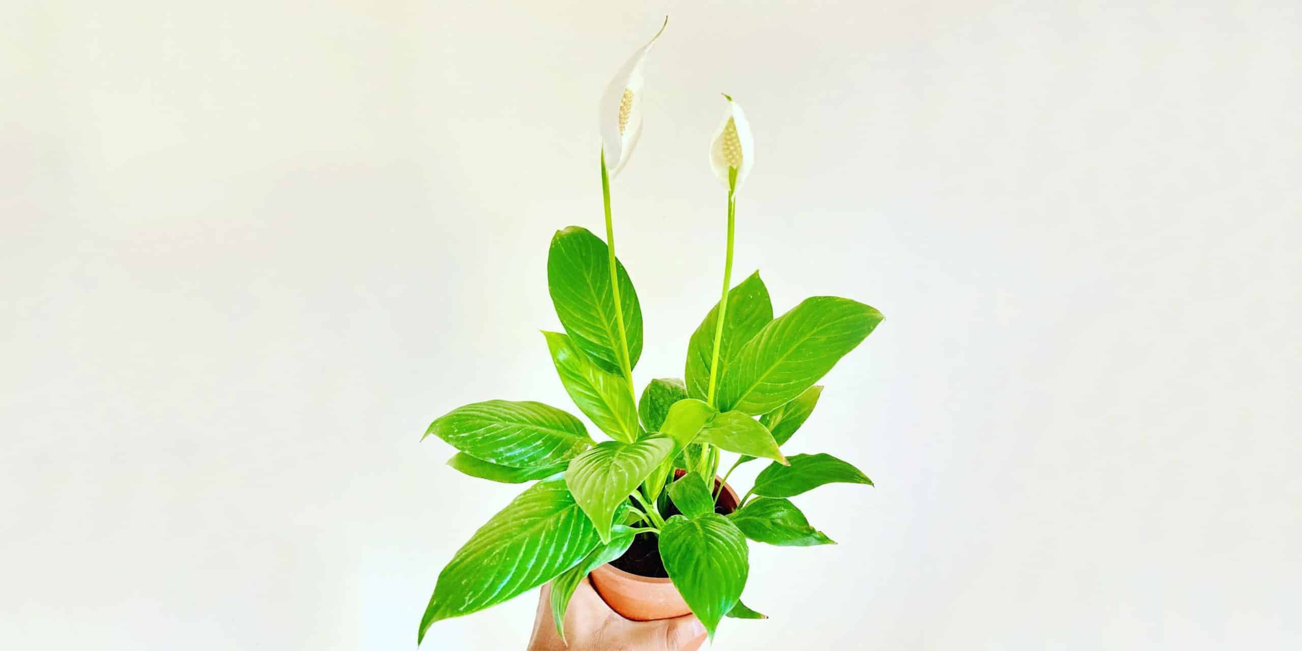 Peace Lily Care and Growing Guide Plantcarefully