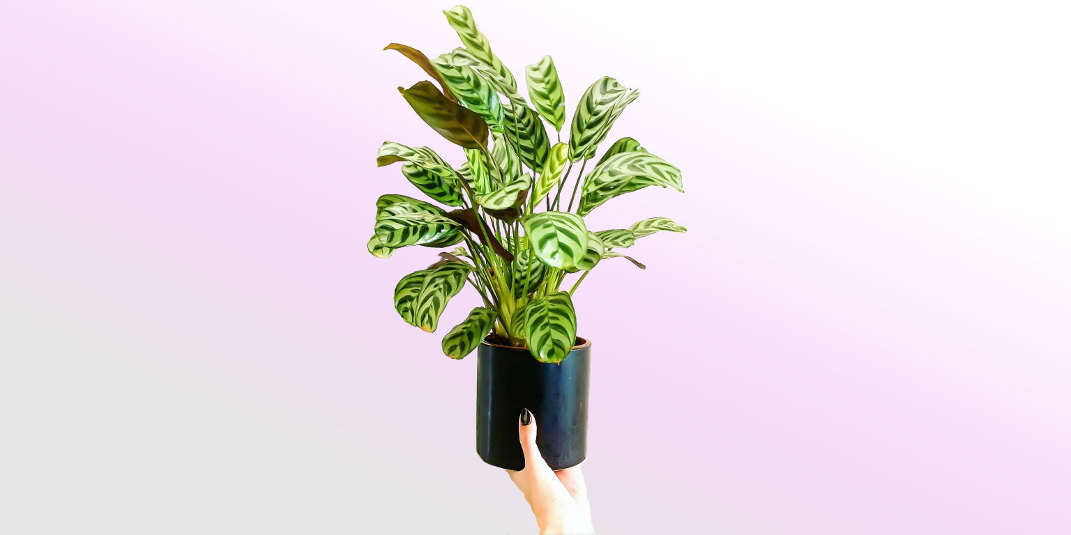 Peacock Plant Care & Propagation Guide! Plantcarefully