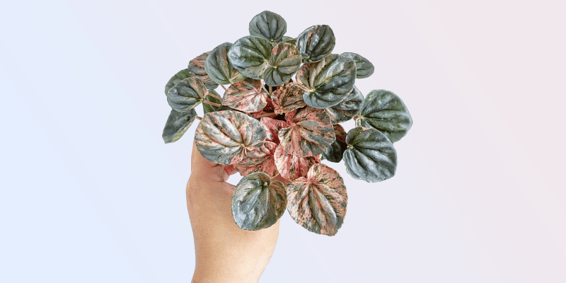 peperomia-caperata-featured