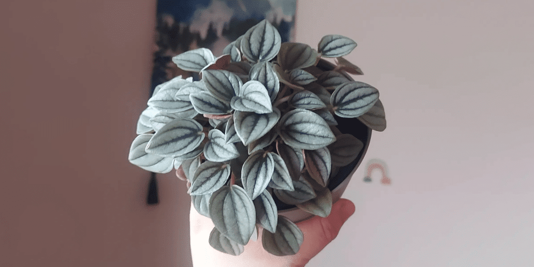peperomia-featured
