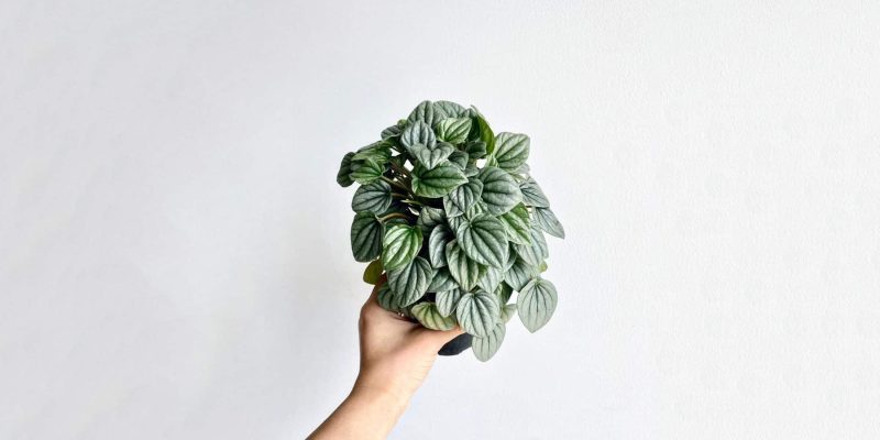 peperomia-frost-featured-04