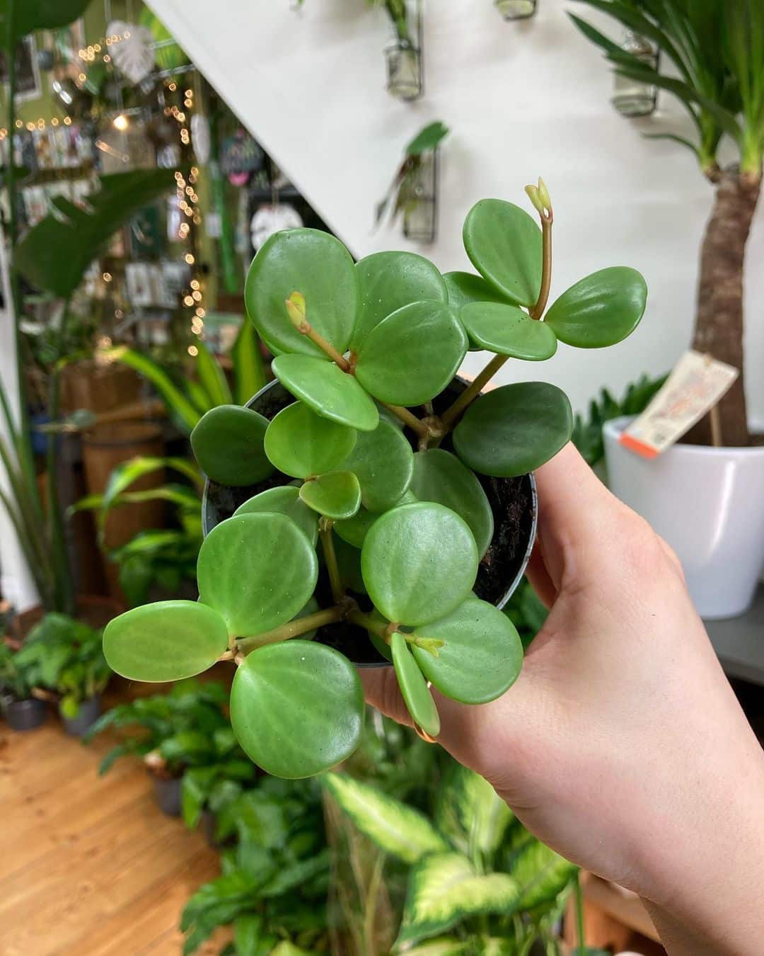 Peperomia Hope Plant Care & Growing Tips! Plantcarefully