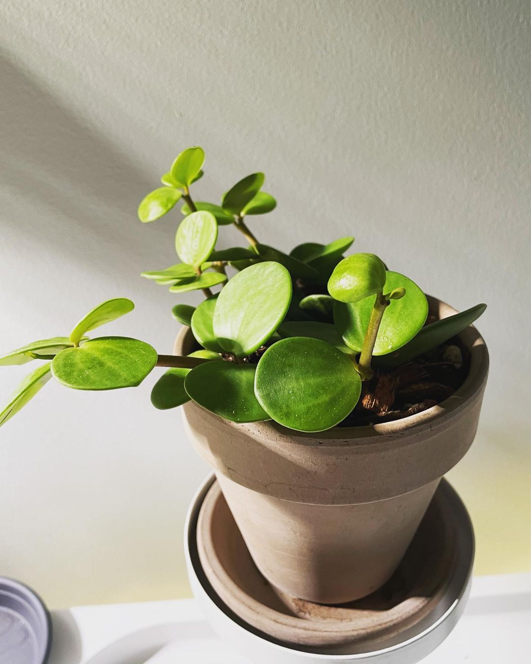 Peperomia Hope Plant Care & Growing Tips! Plantcarefully