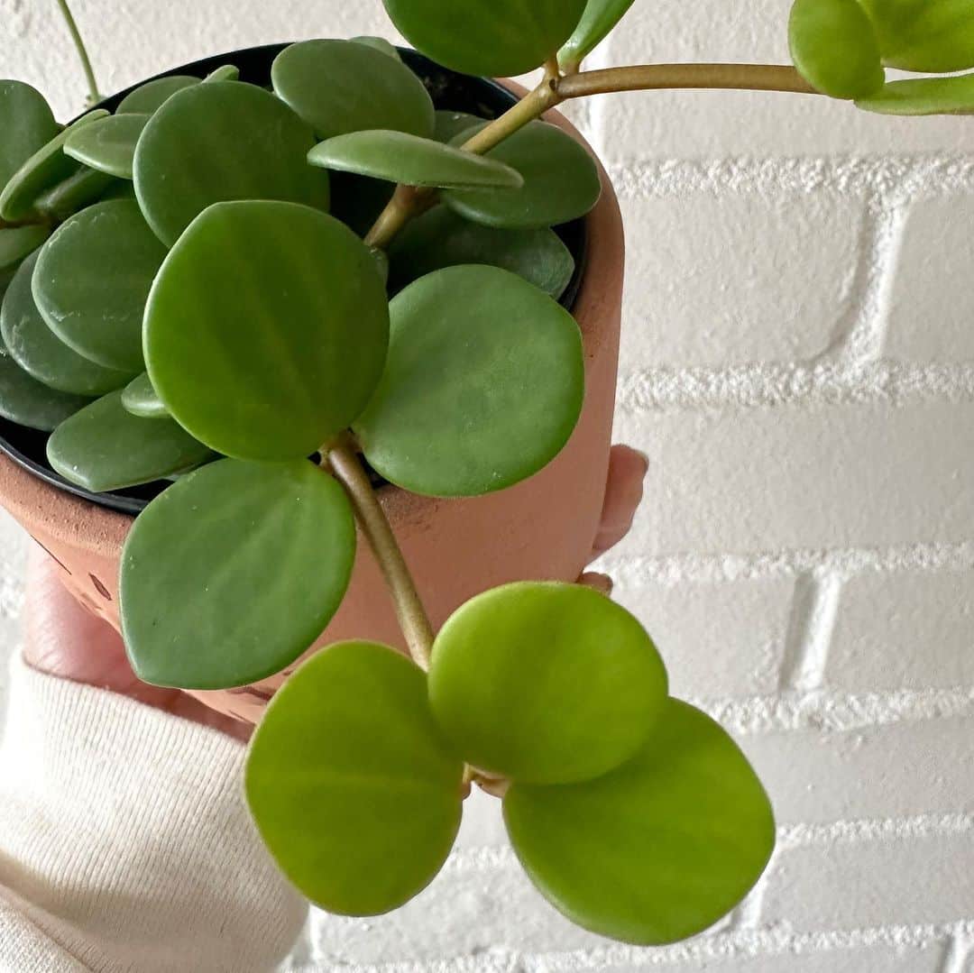 Peperomia Hope Plant Care & Growing Tips! Plantcarefully