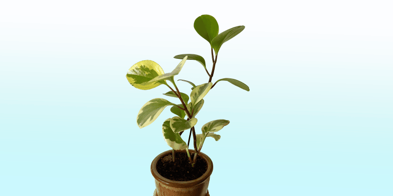 peperomia-obtusifolia_featured