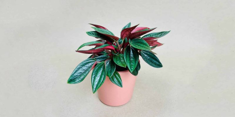 peperomia-rosso-featured-01