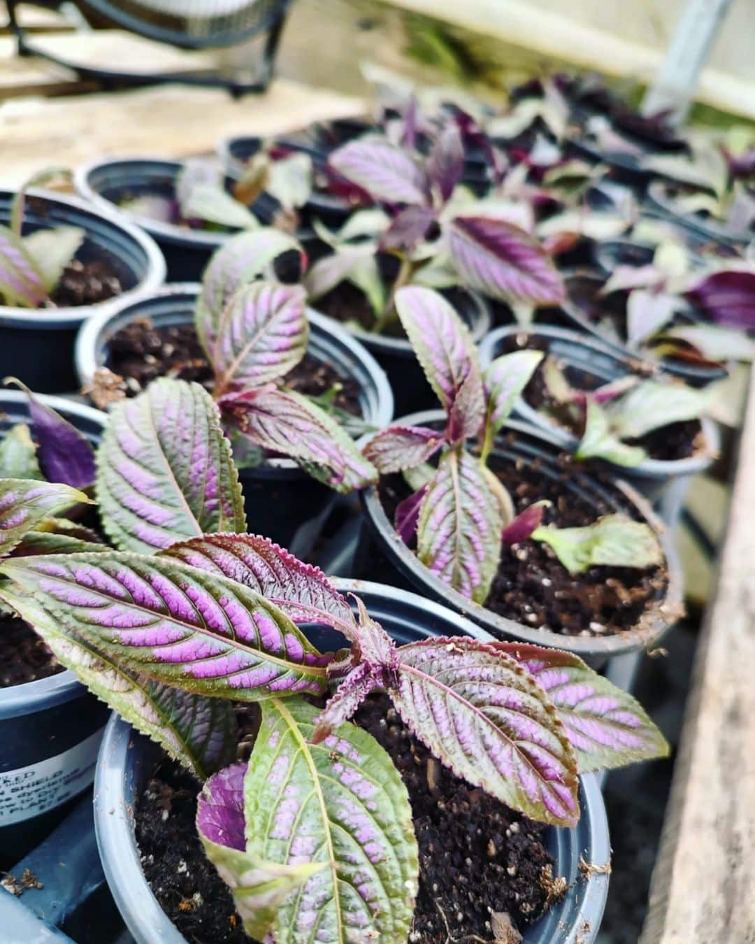 Persian Shield plant propagation process
