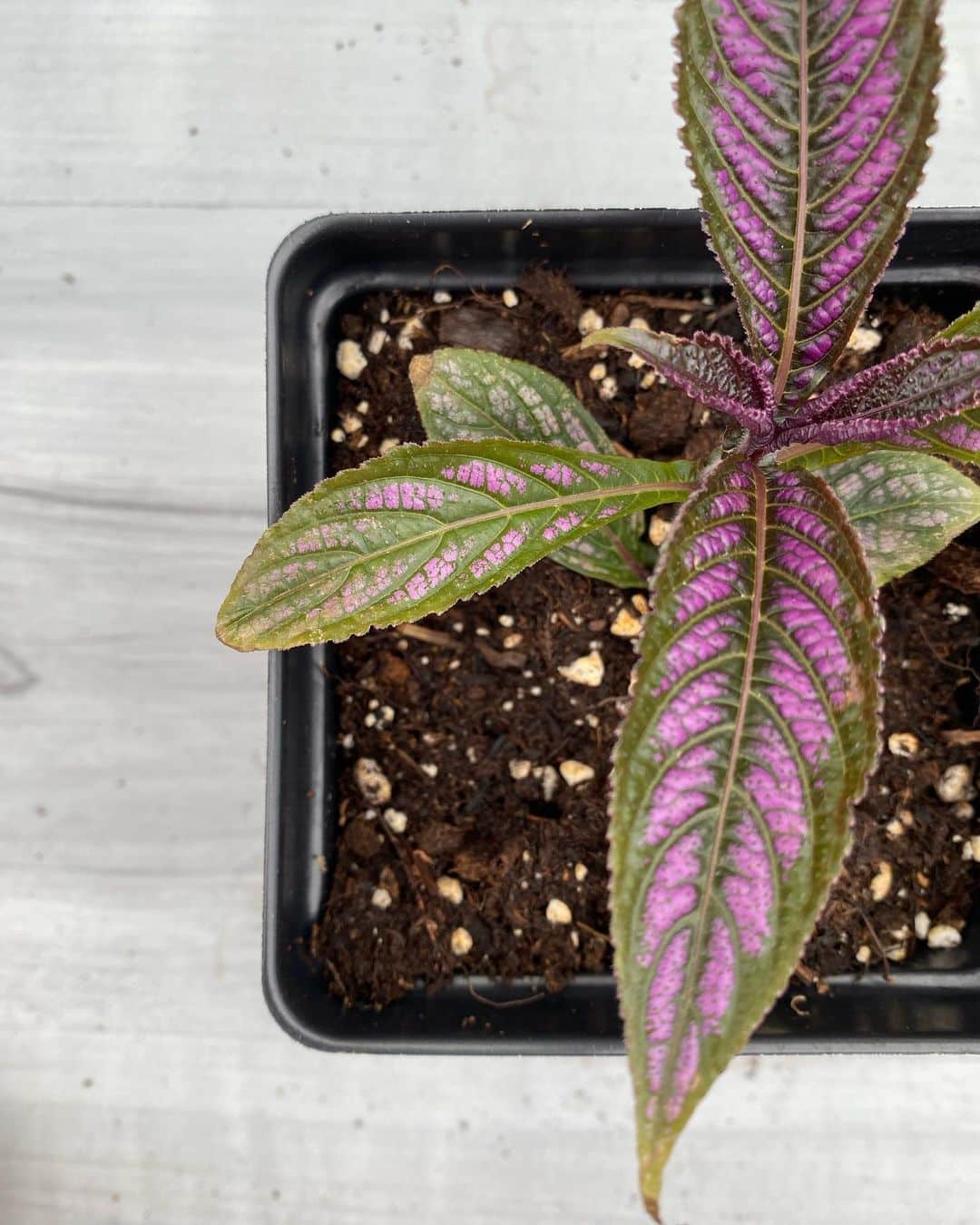 Persian Shield Care and Growing Tips! Plantcarefully