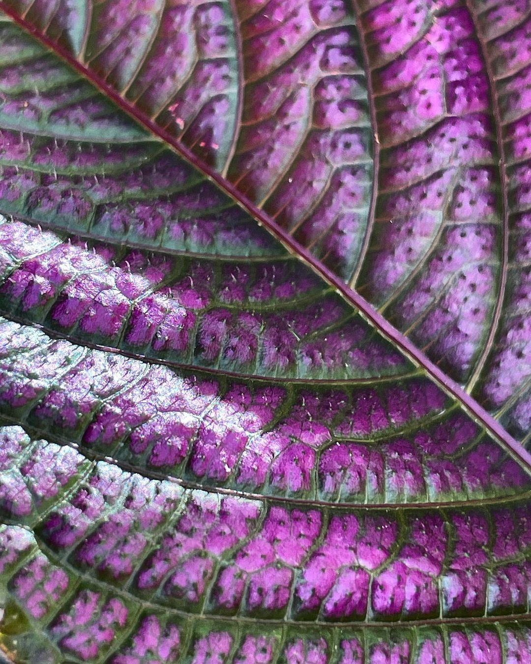 Persian Shield Care and Growing Tips! Plantcarefully