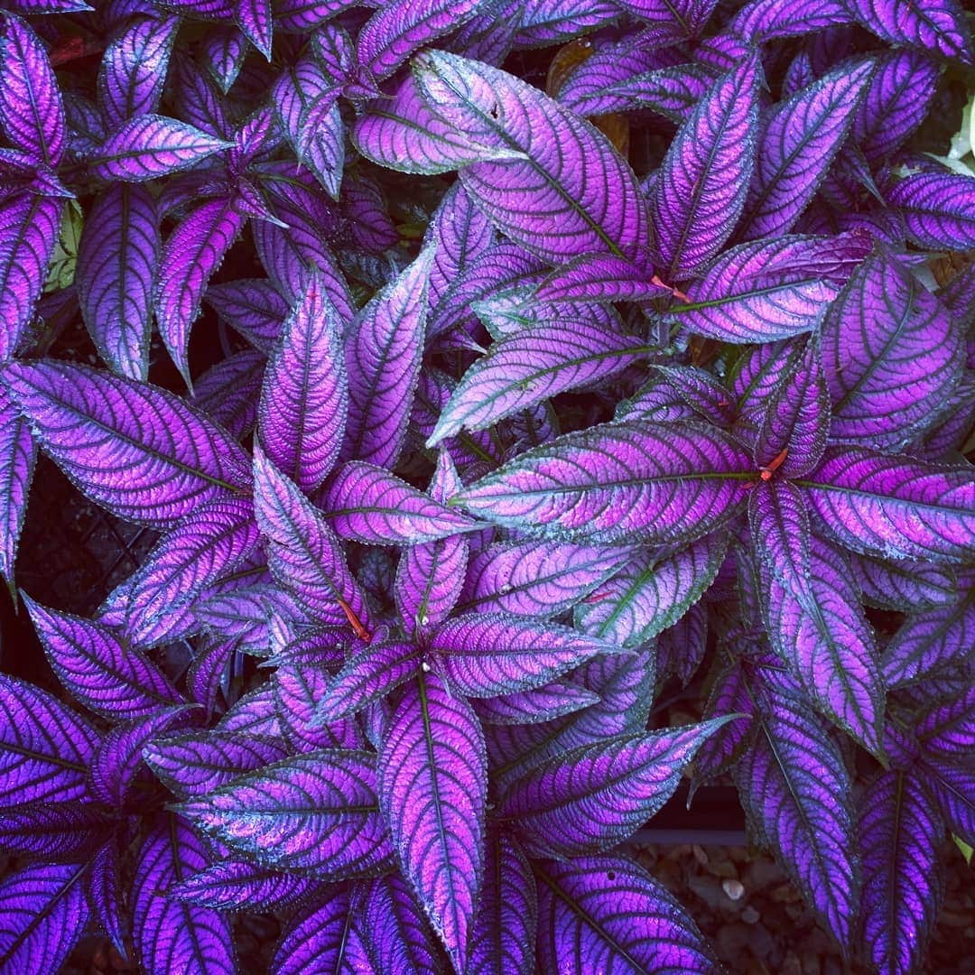 Persian Shield Care and Growing Tips! Plantcarefully