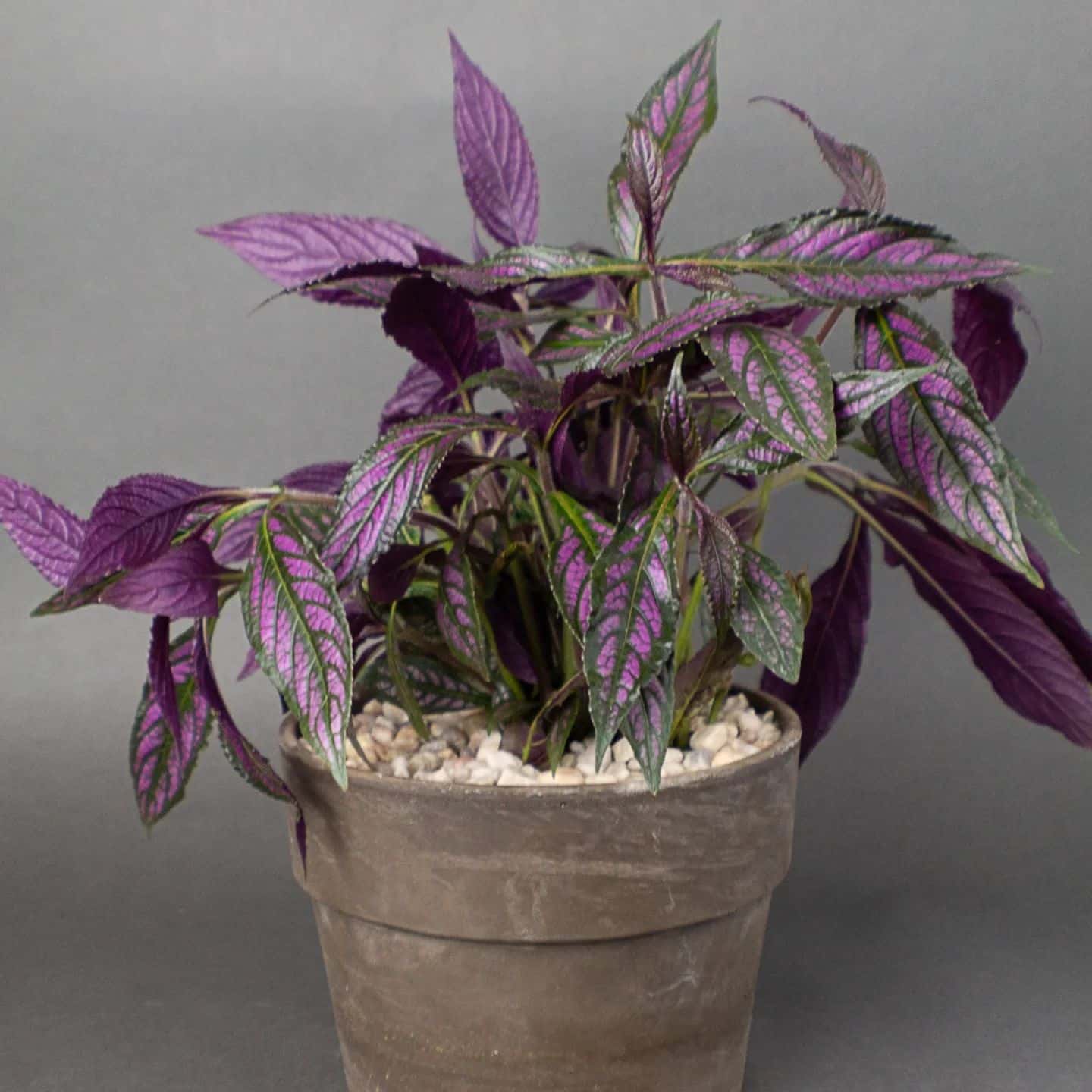 Persian Shield Care and Growing Tips! Plantcarefully