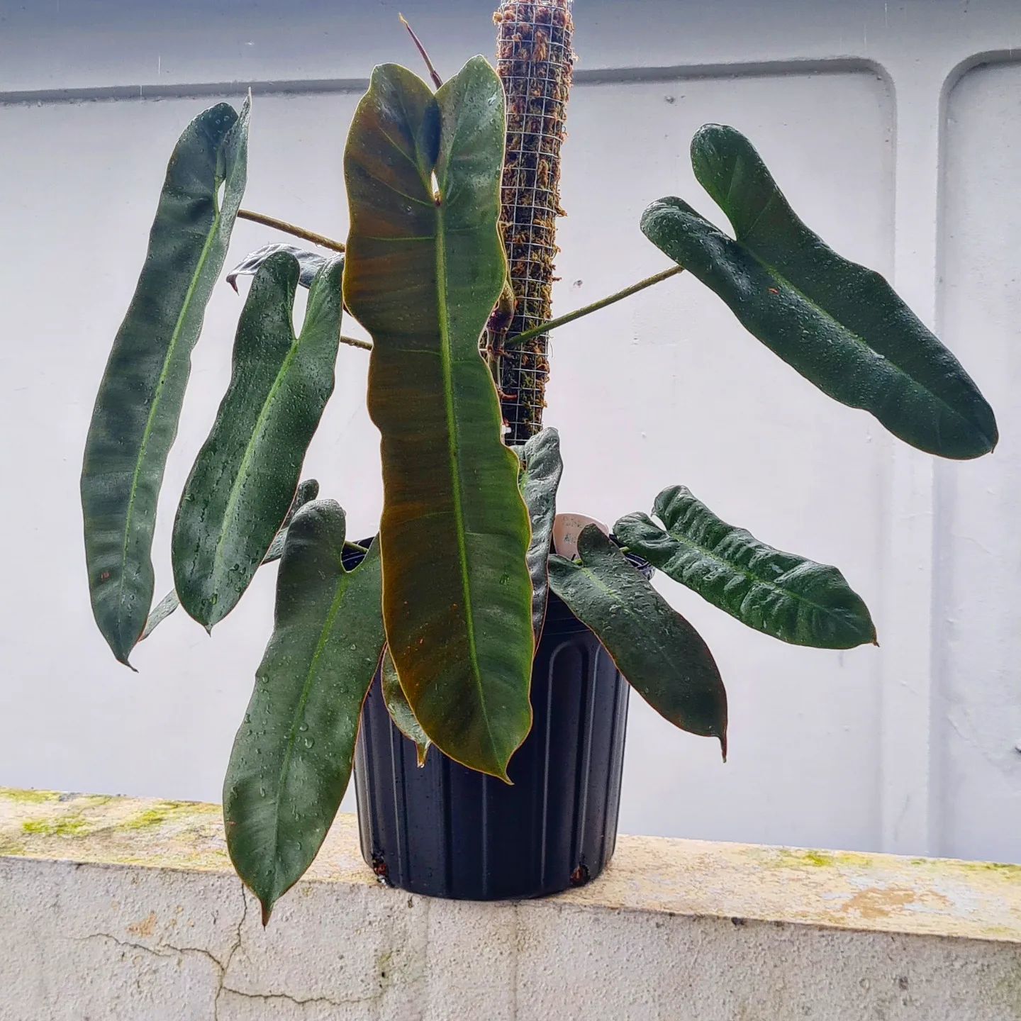 Philodendron Atabapoense Care And Growing Guide Plantcarefully