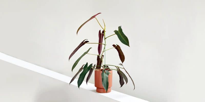philodendron-atabapoense-1-featured