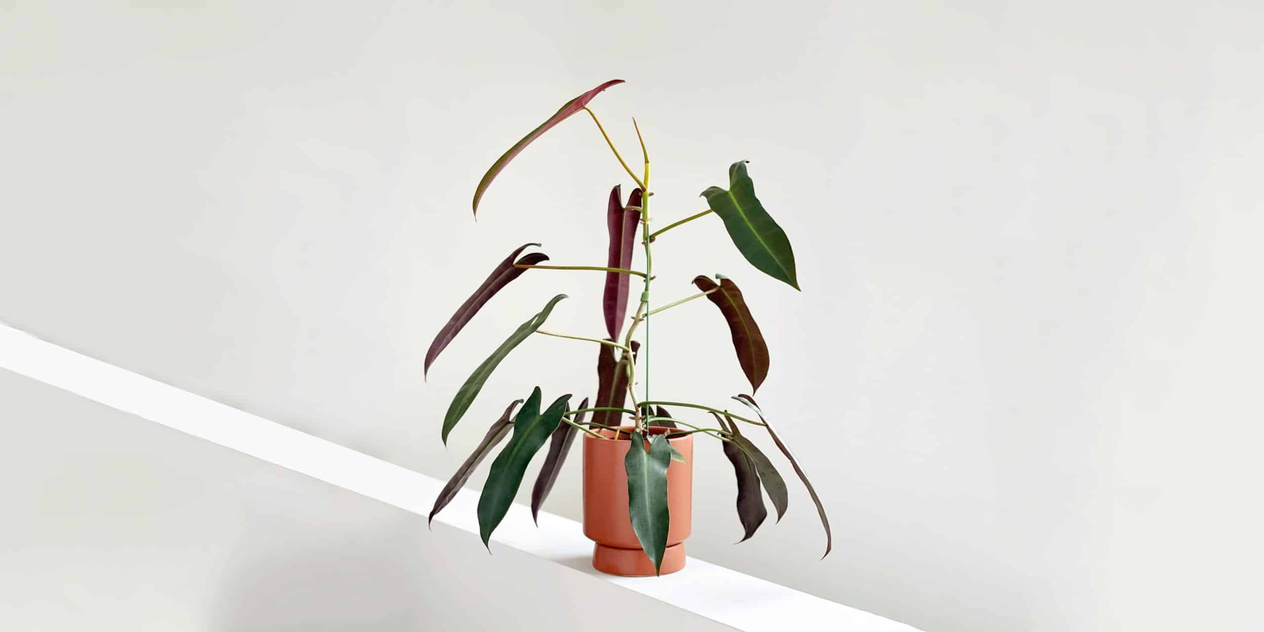 Philodendron Atabapoense Care And Growing Guide Plantcarefully